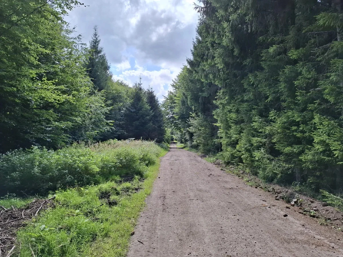 Forest Bathing